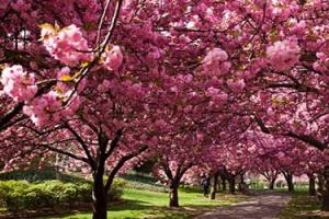 Pagpapakahulugan sa Pangarap: Bakit ka nangangarap tungkol sa mga cherry blossoms?